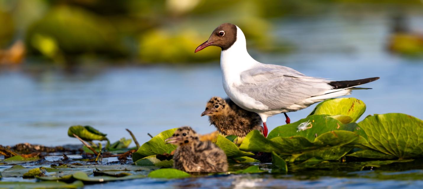 Lachmöwe mit Jungen