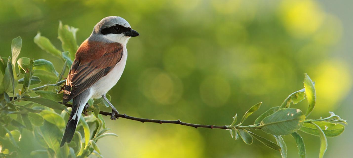 Neuntöter auf Hecke