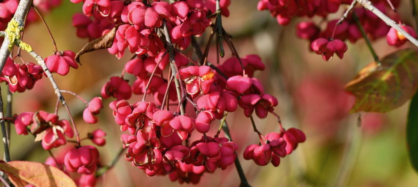 Früchte des Pfaffenhütchens