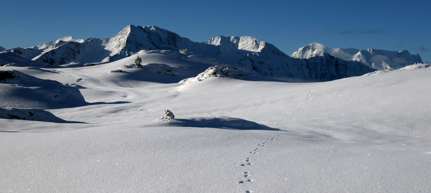 Spuren eines Schneehasen