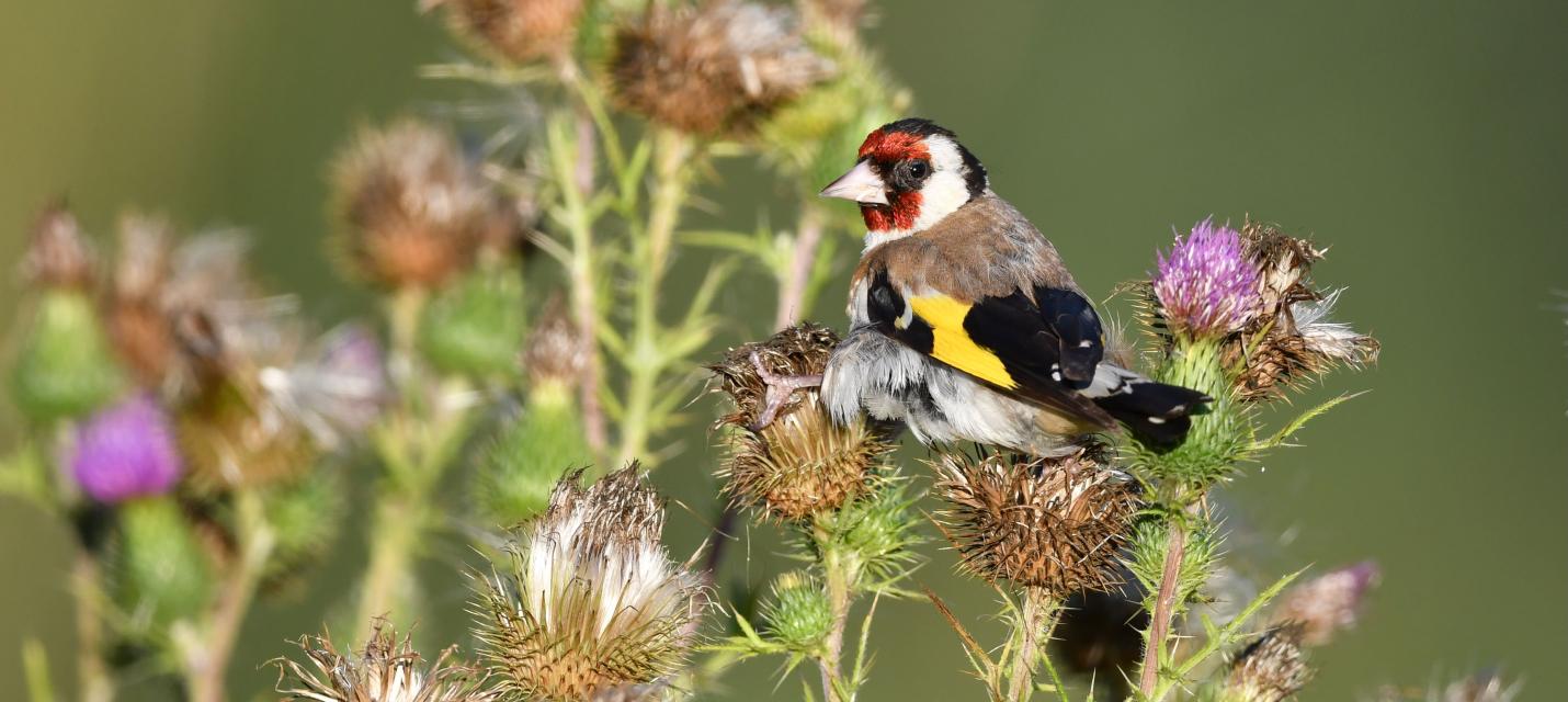 Stieglitz auf Disteln sitzend