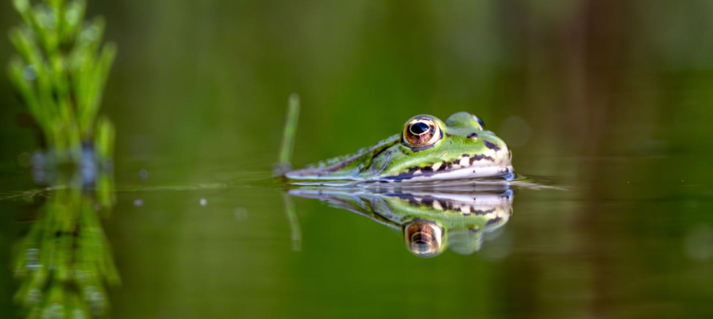 Wasserfrosch