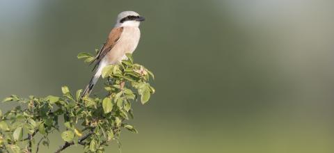 Neuntöter (c) Marcel Burkhardt