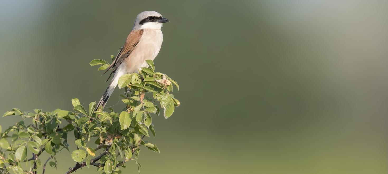 Neuntöter (c) Marcel Burkhardt